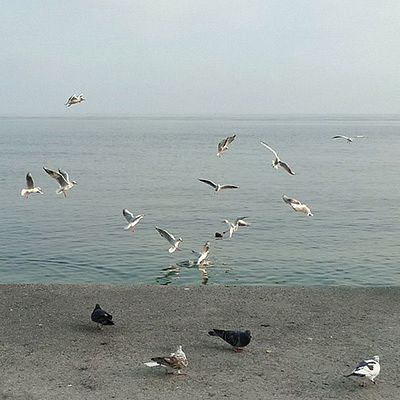 seagull song